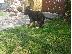 PoulaTo: Boy German Shepards Έτοιμο
